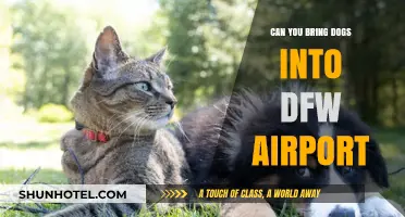DFW Airport: Are Dogs Allowed Inside?