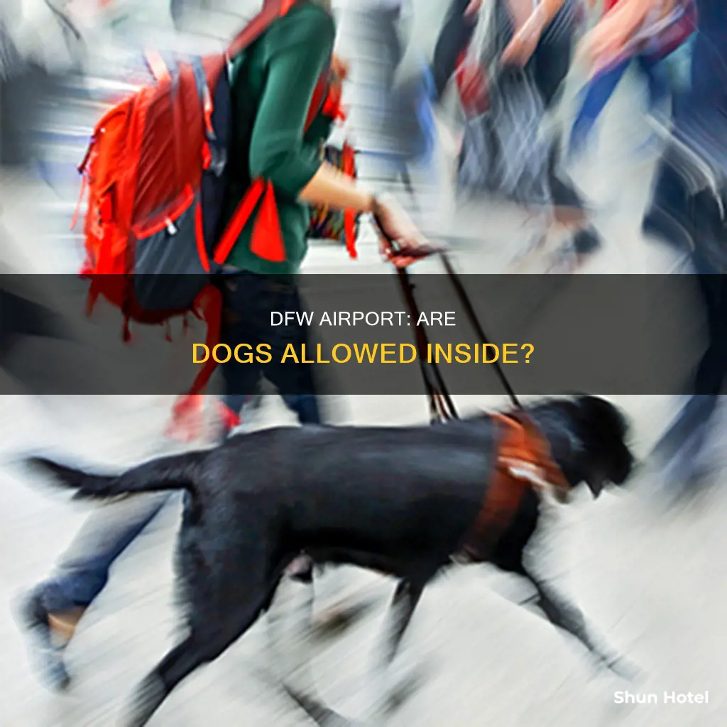 can you bring dogs into dfw airport
