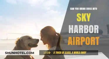Traveling with Dogs? Sky Harbor Airport Pet Policy Explained