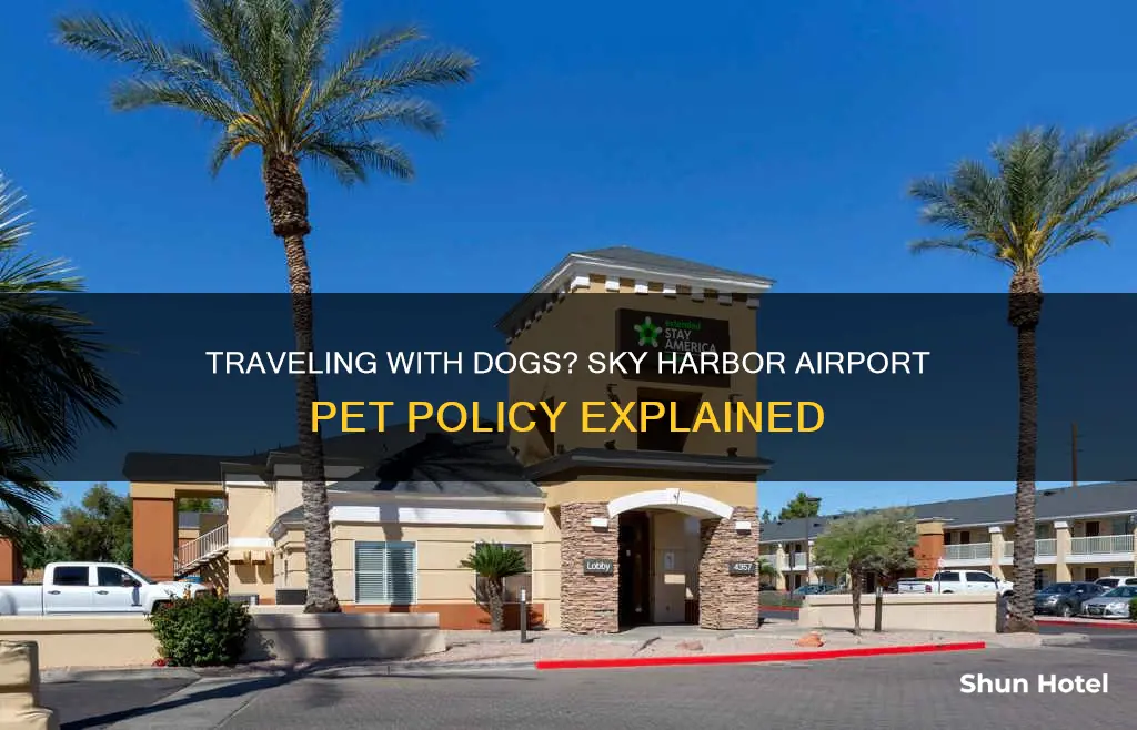 can you bring dogs into skyharbor airport