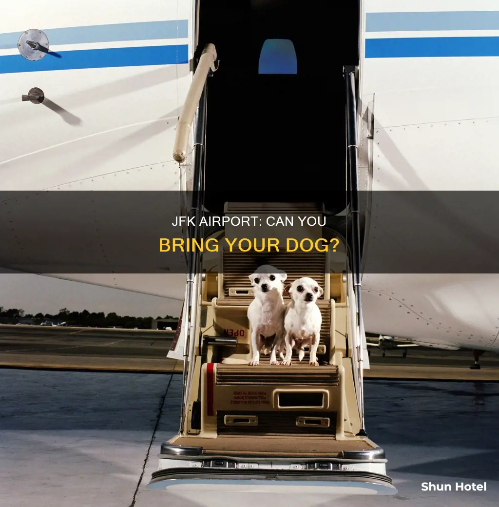 can you bring dogs to jfk airport