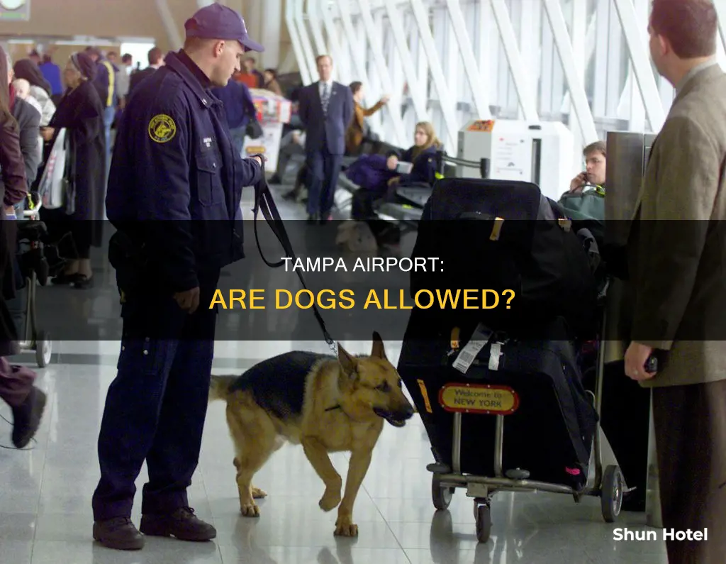 can you bring dogs to tampa airport