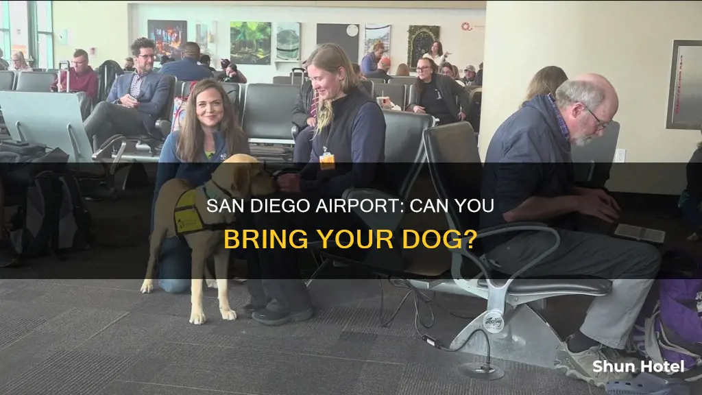 can you bring dogs to the san diego airport