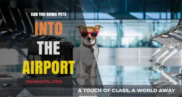 Traveling with Pets: Airport Rules and Regulations