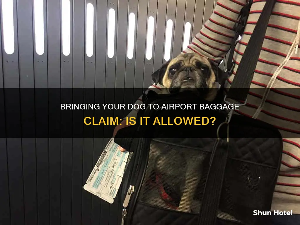 can you bring your dog to airport baggage claim