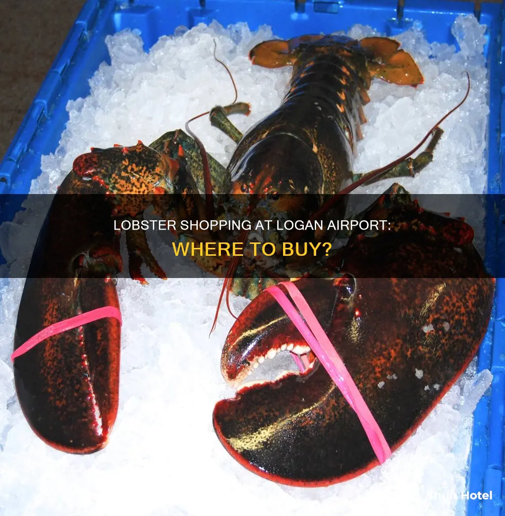 can you buy lobsters at logan airport