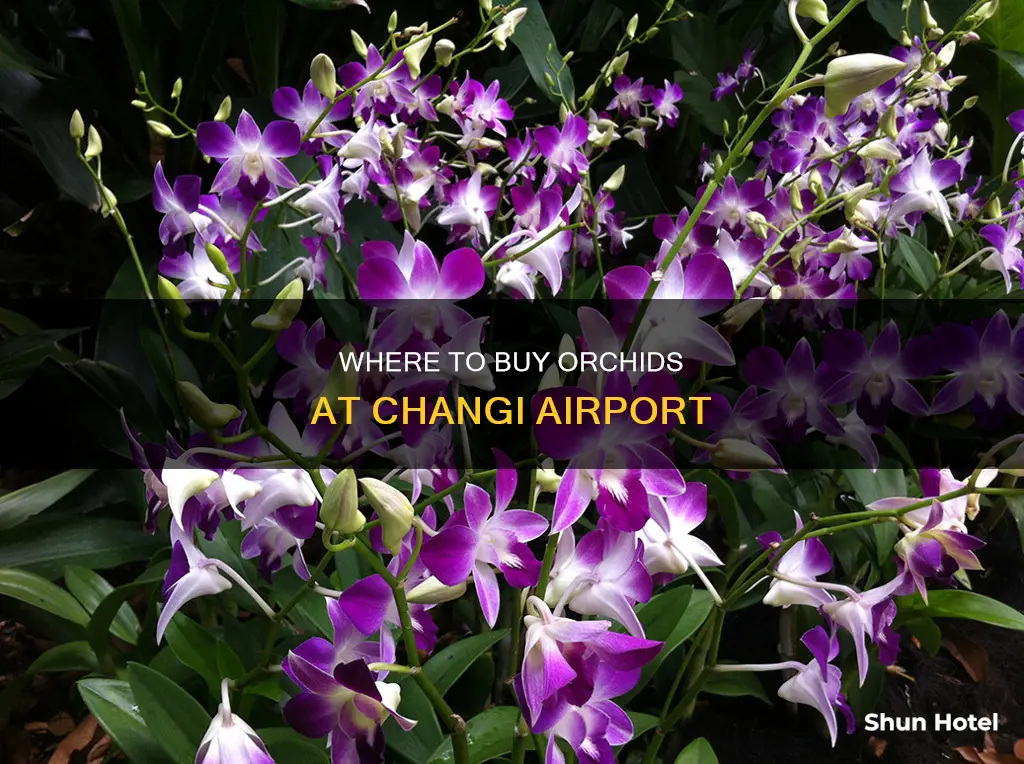 can you buy orchids at changi airport