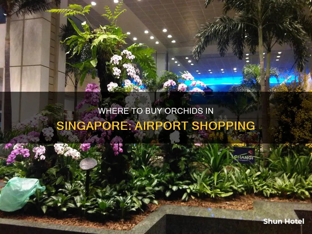 can you buy orchids at singapore airport