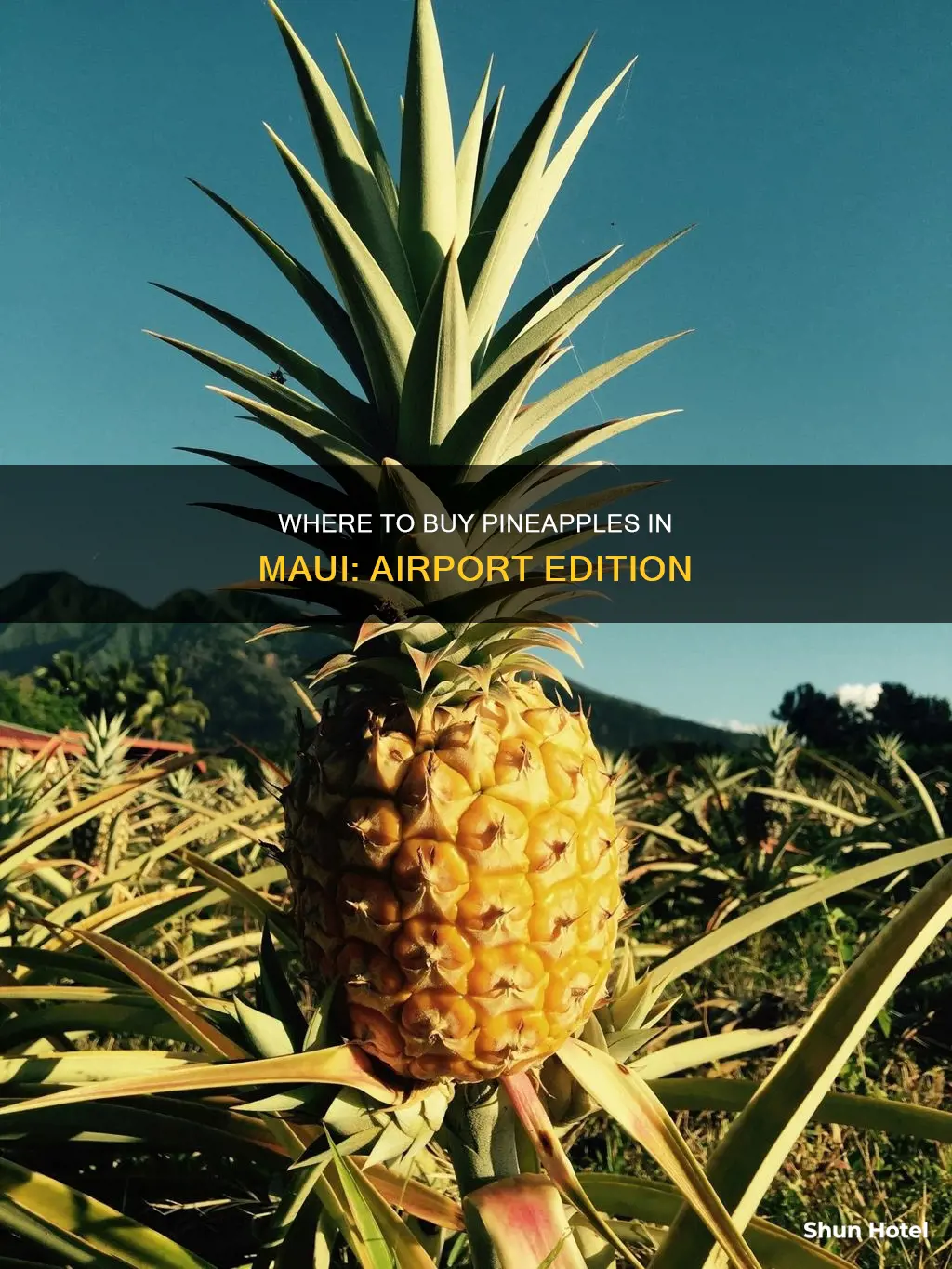 can you buy pineapples at maui airport