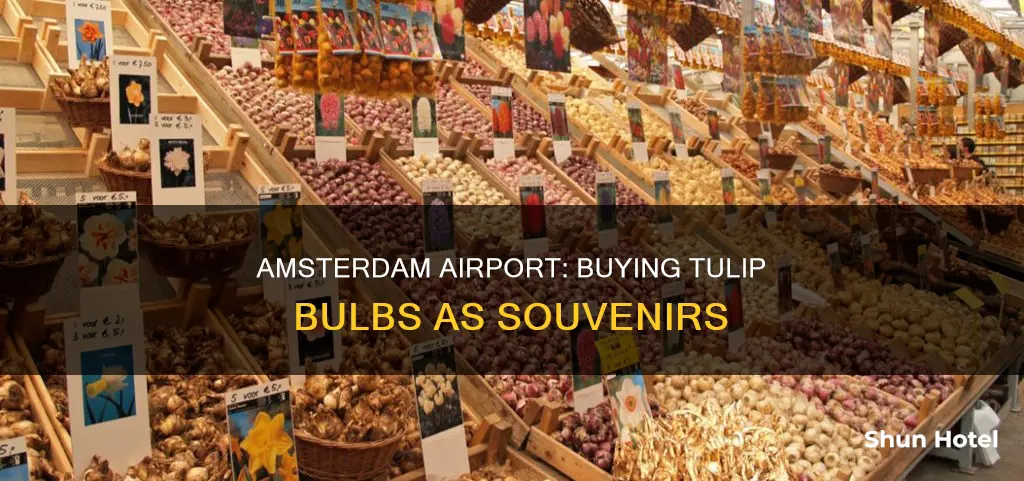 can you buy tulip bulbs in amsterdam airport