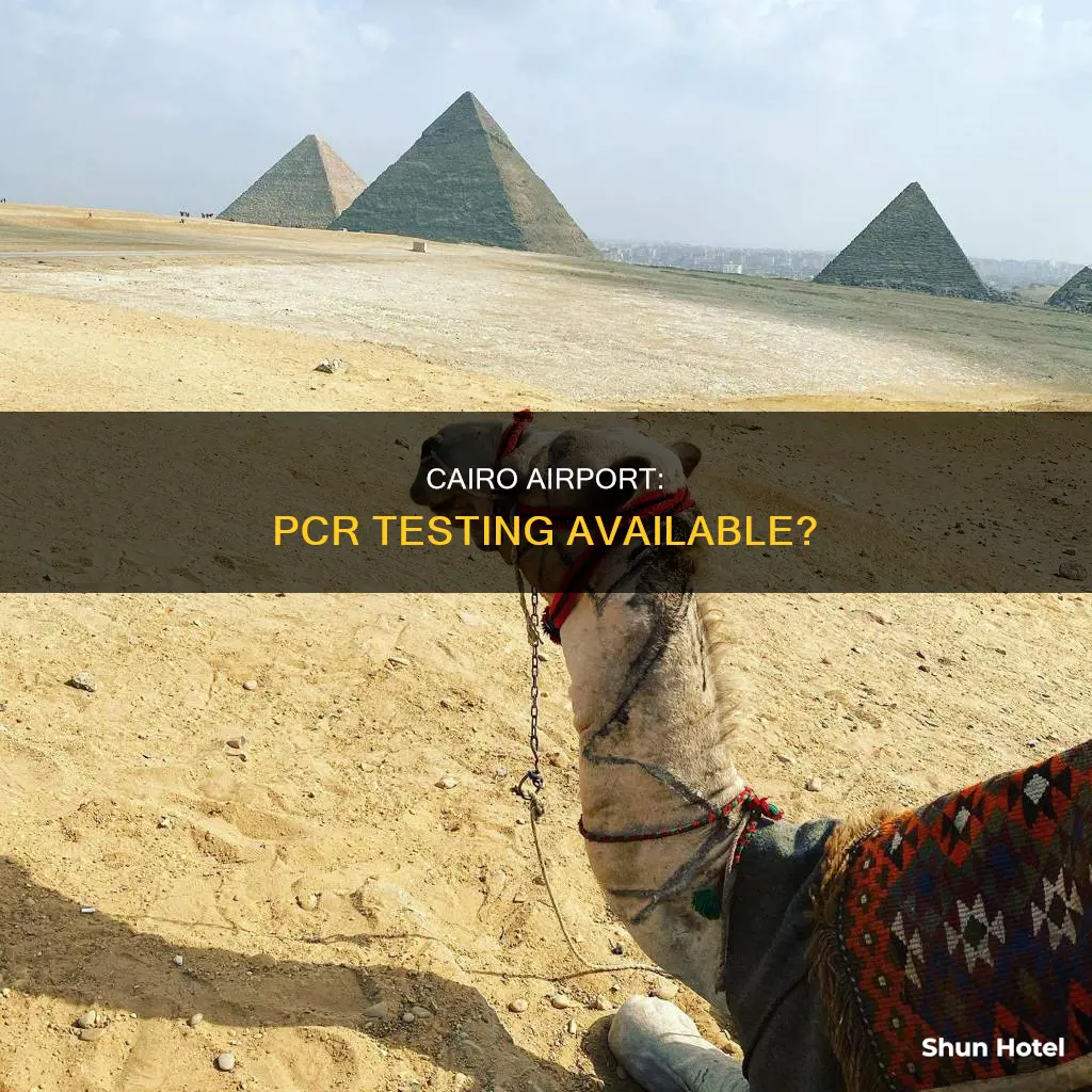 can you get a pcr test at cairo airport