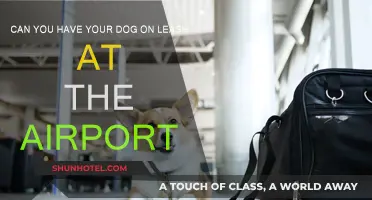 Airports and Dogs: Leash Laws and Rules