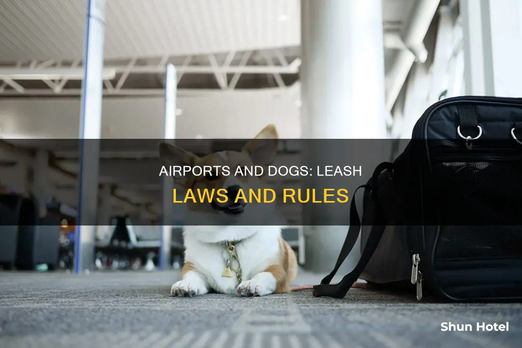 can you have your dog on leash at the airport