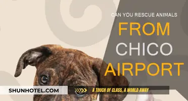 Chico Airport Animal Rescue: A Safe Haven for Animals