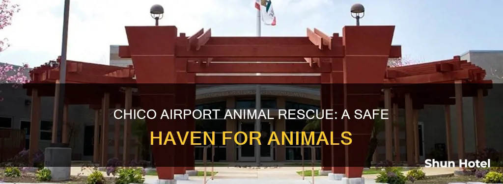can you rescue animals from chico airport