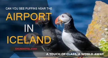 Puffin Spotting Near Iceland's Airport