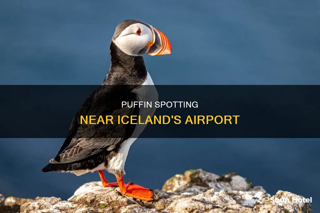 can you see puffins near the airport in iceland