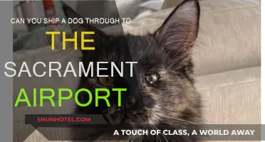 Shipping Dogs: Sacramento Airport Rules and Regulations