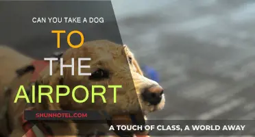 Airports and Dogs: What You Need to Know