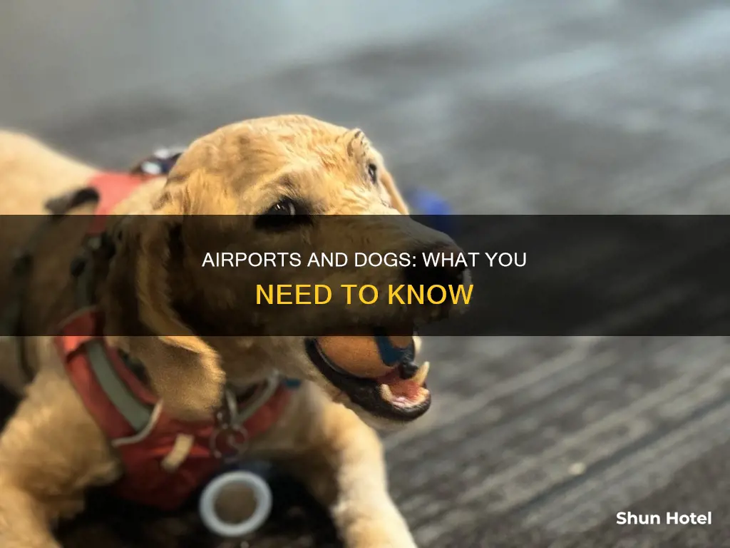 can you take a dog to the airport