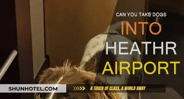 Heathrow Airport: Can You Bring Your Dog?