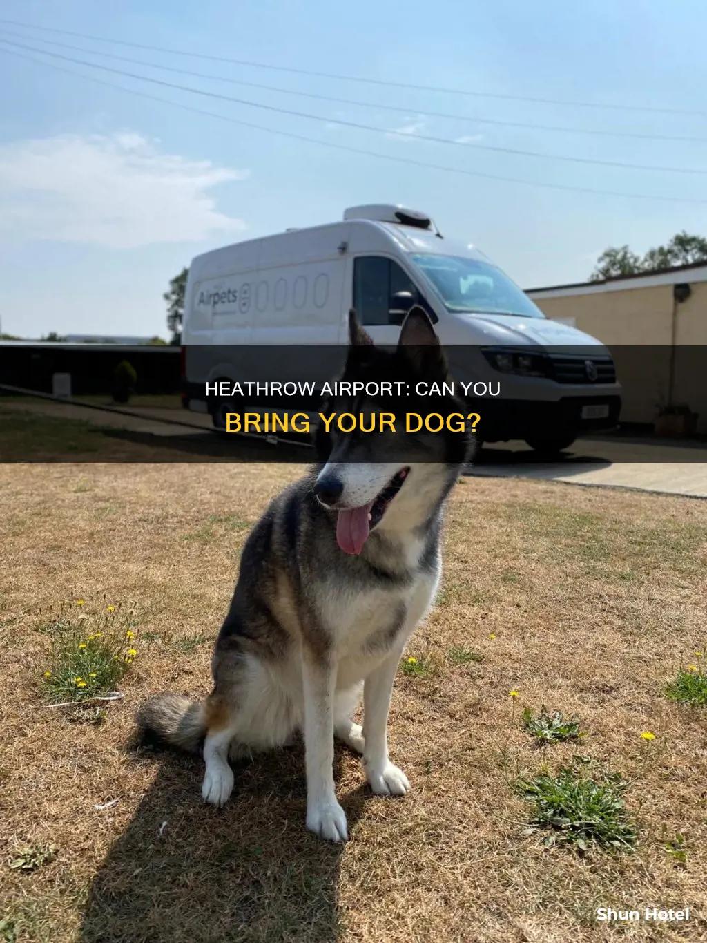 can you take dogs into heathrow airport