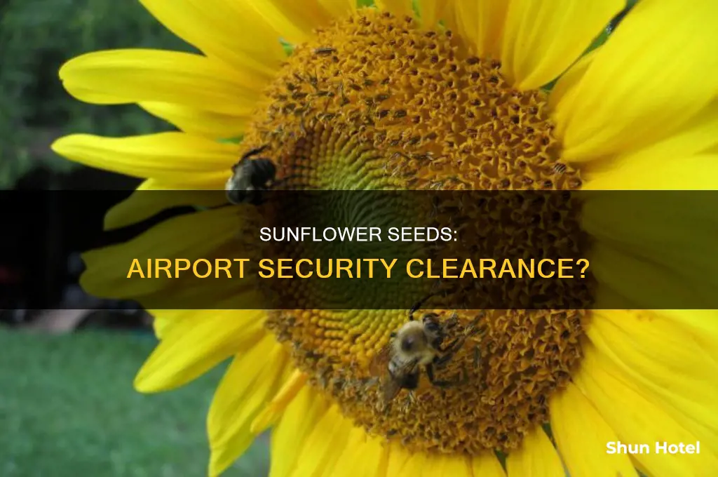 can you take sunflower seeds through airport security