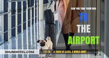 Airport Dog-Friendly? Know Before You Go!