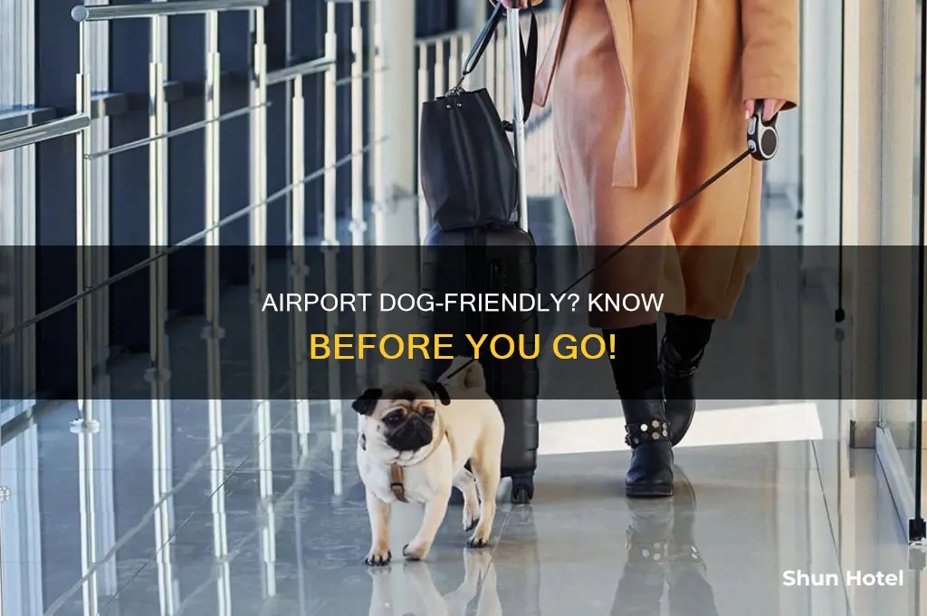 can you take your dog to the airport