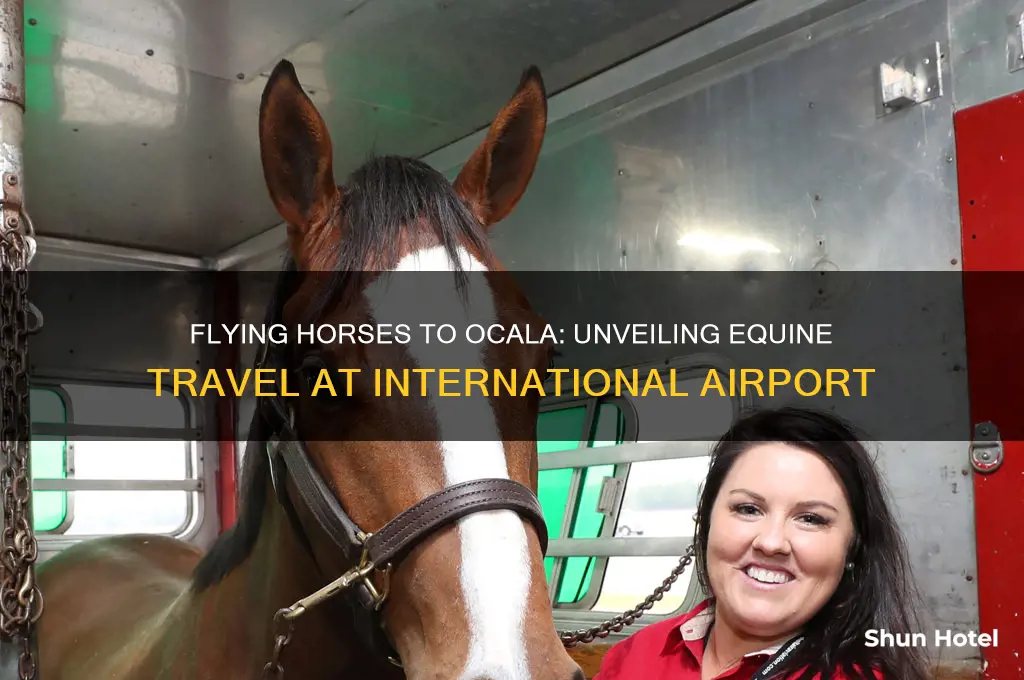 do they fly horses into ocala international airport