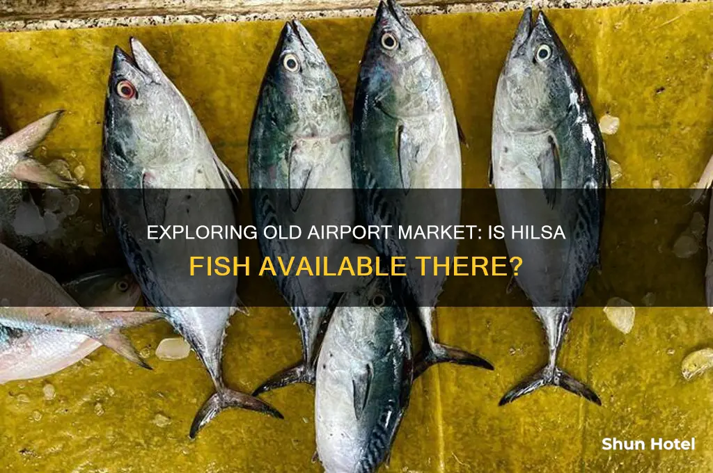 do we get hilsa in old airport market