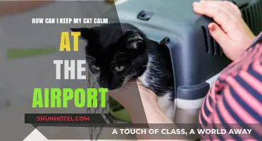 Calm Cats at Airports: Tips for a Stress-Free Journey