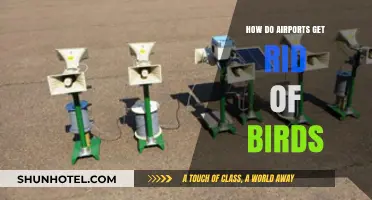 Effective Bird Control Strategies: How Airports Keep Skies Safe