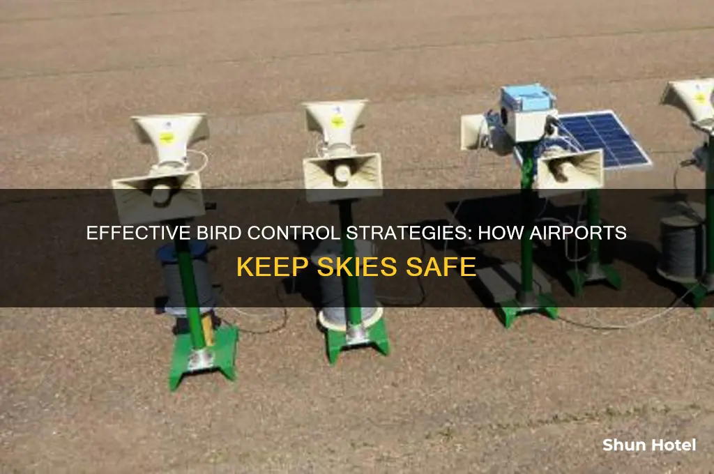 how do airports get rid of birds
