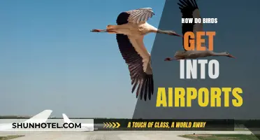 How Birds Breach Airport Security: Causes and Prevention Strategies