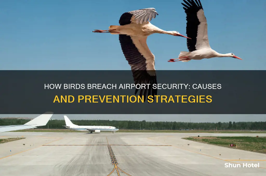 how do birds get into airports