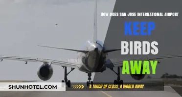 San Jose Airport's Innovative Bird Control Strategies Explained