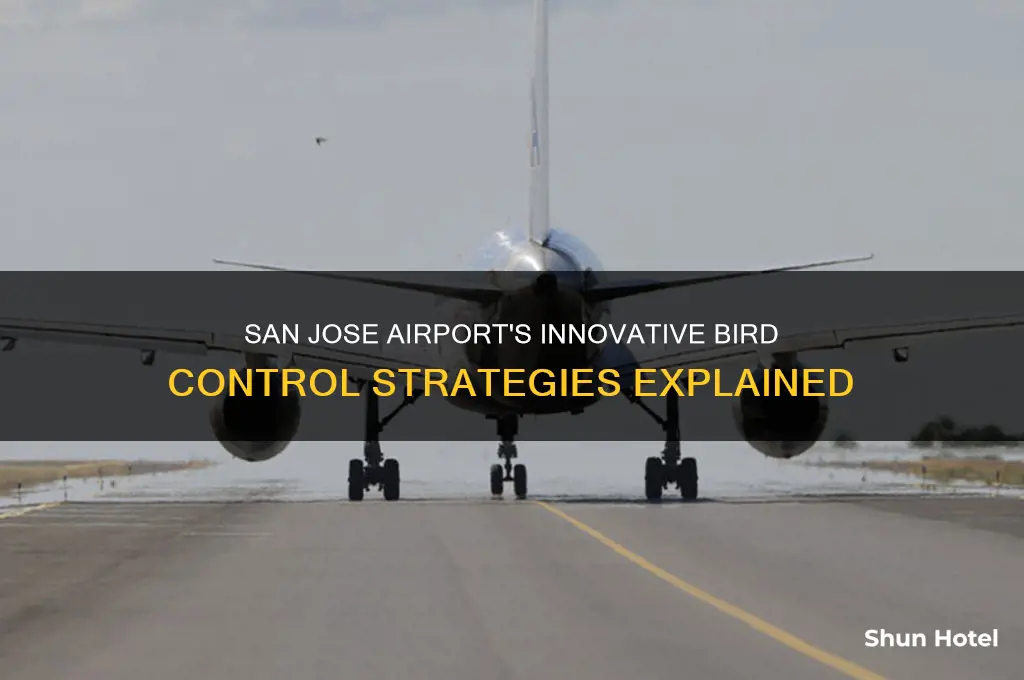 how does san jose international airport keep birds away