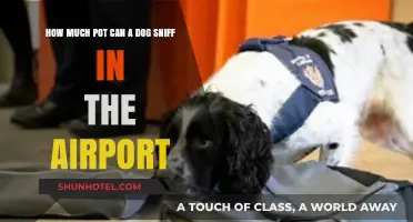 Airport Drug Sniffing Dogs: How Much Can They Detect?