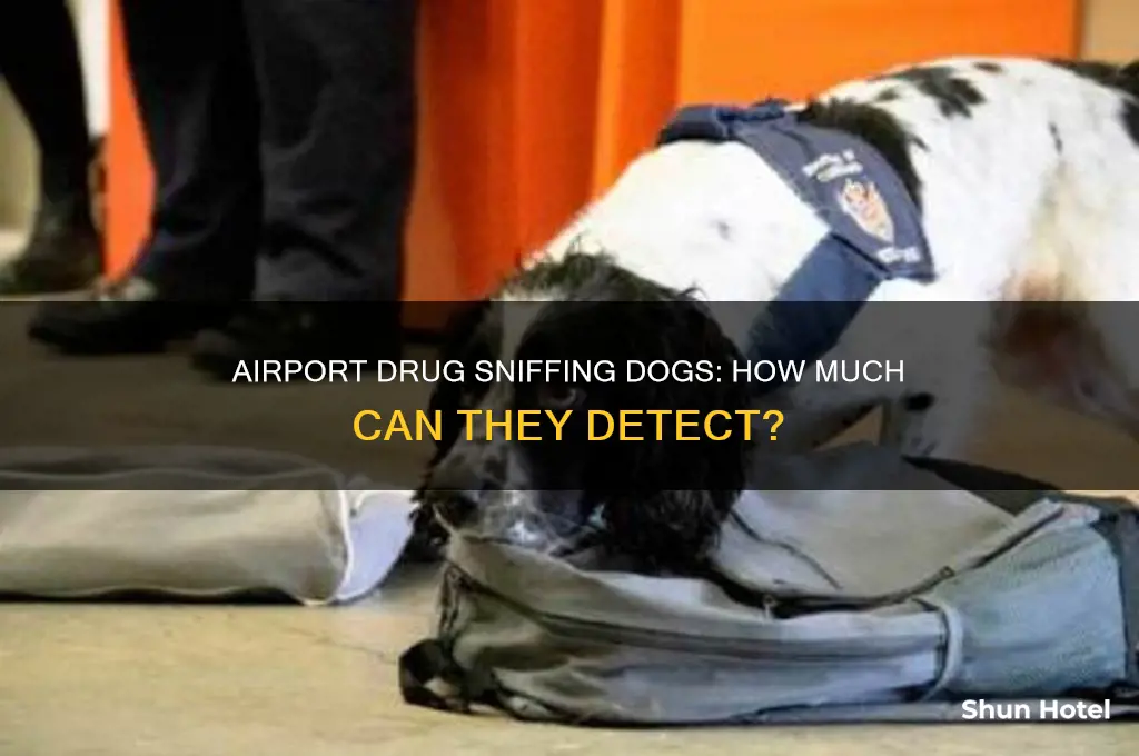 how much pot can a dog sniff in the airport