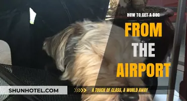 Navigating Airport Pet Pickups: A Step-by-Step Guide to Get Your Dog