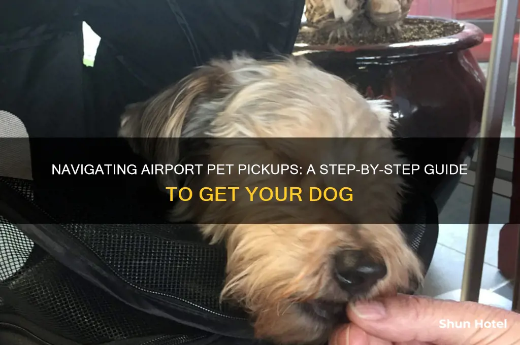 how to get a dog from the airport