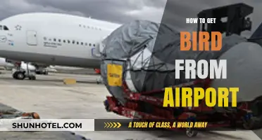 Efficient Tips for Transporting Birds Safely from the Airport