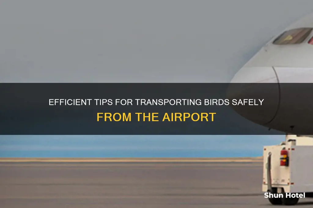 how to get bird from airport