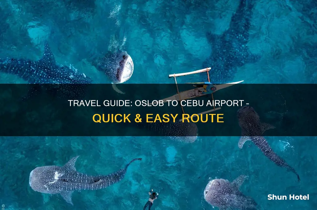 how to get from oslob to cebu airport