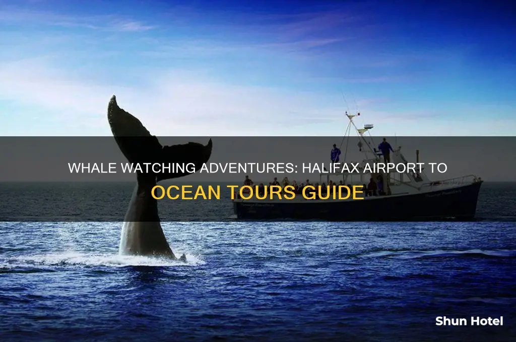 how to get on whale tours from halifax airport area