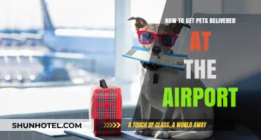 Pet Travel Made Easy: Airport Delivery Tips for Your Furry Friends