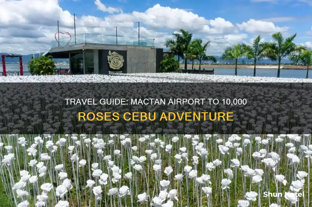 how to get to 10 000 roses from mactan airport