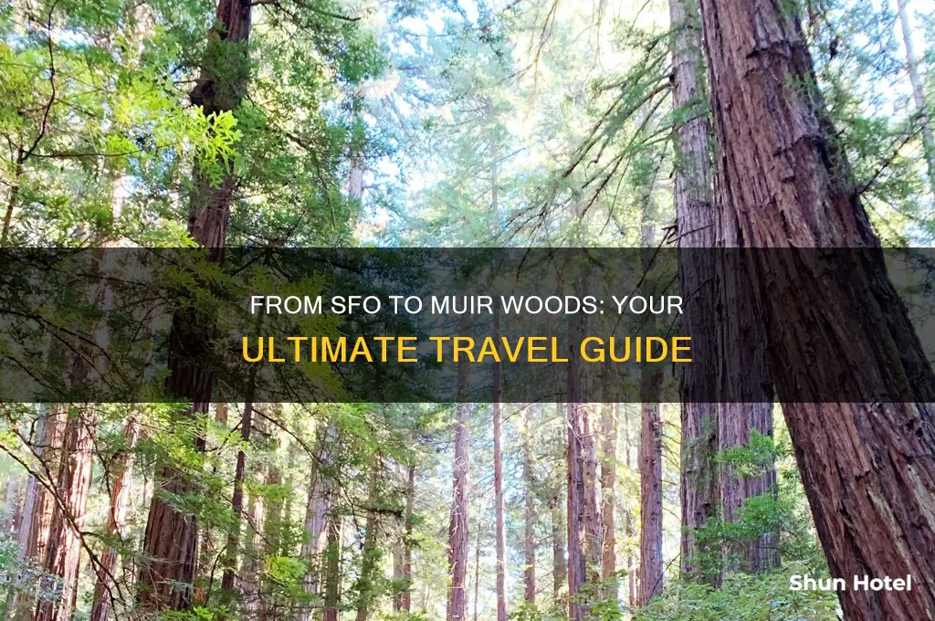 how to get to muir woods from san francisco airport