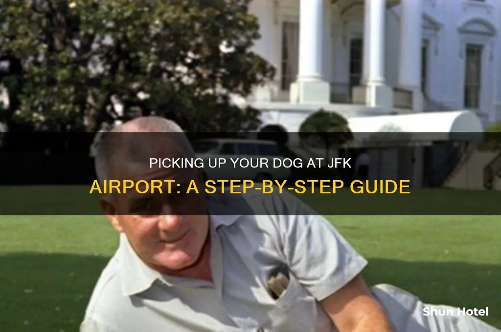 how to get your dog from airport jfk